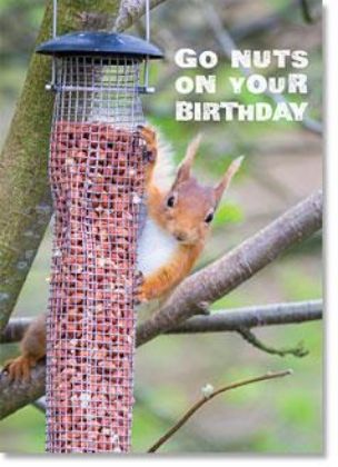 Picture of Red squirrel