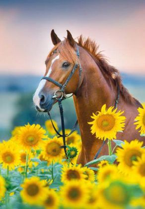 Picture of Horse and sunflowers