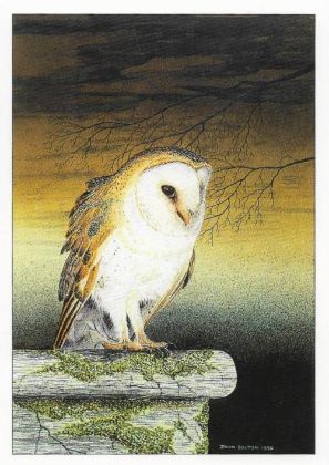Picture of Barn Owl