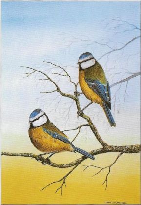 Picture of Blue Tits