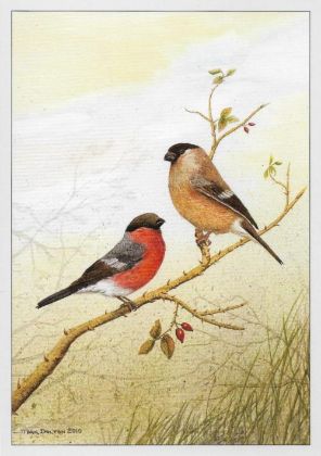 Picture of Bullfinch
