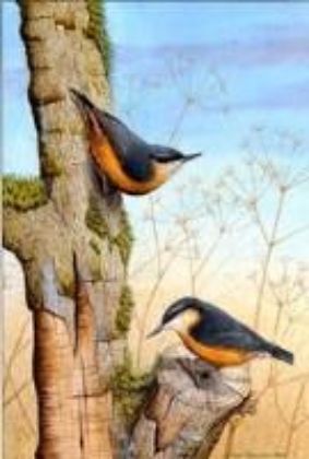 Picture of Nuthatches