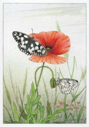 Picture of Marbled White