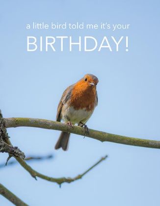 Picture of Robin on branch