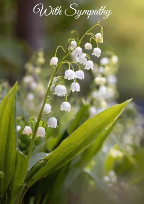 Picture of Lily of the valley