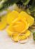 Picture of 50th - Yellow rose and gold rings