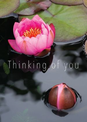 Picture of Water lilies