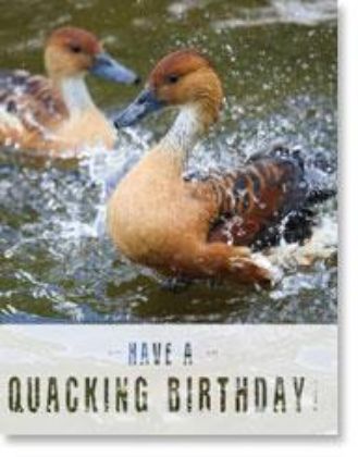 Picture of Splashing ducks