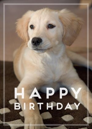 Picture of Golden retriever puppy
