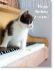 Picture of Kitten on piano