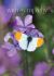 Picture of Orange tip butterfly