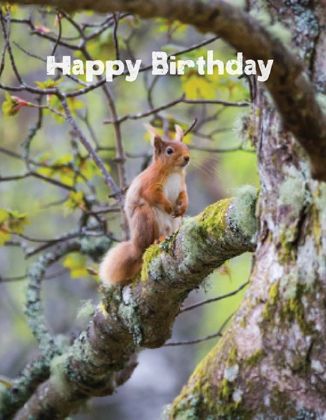 Picture of Red squirrel in tree