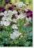 Picture of Astrantia flowers