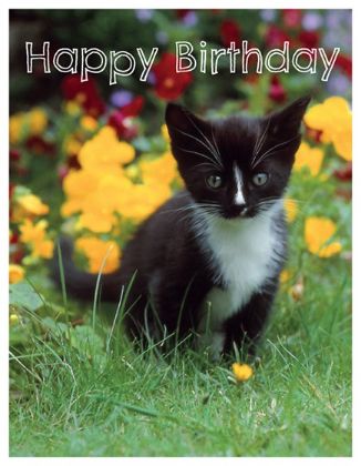 Picture of Kitten near flowers